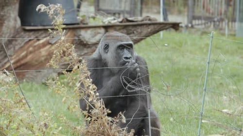 Gorilla eating walnuts in zoo enclosure. slow motion