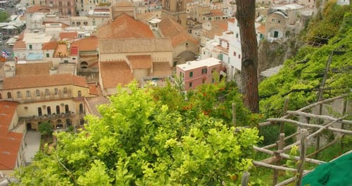 Terraced Lemon Garden Overlooking Amalfi Town in Summer Italy