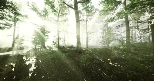 Sunlight Filtering Through Trees in a Tranquil Forest Setting at Dawn