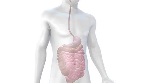 Human Digestive System Animation with Intestine Pain Highlight
