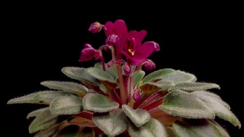 Time Lapse of Growing and Opening Red Saintpaulia African Violet