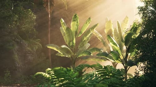 Sunlight Filters Through Lush Green Plants in a Tropical Forest Setting