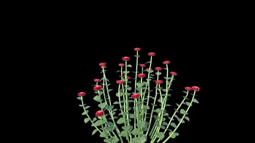 Rose Plant Growing