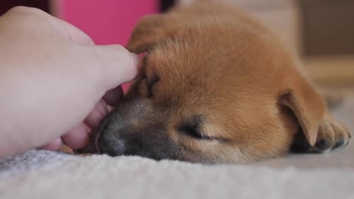 Sleeping Puppy Gently Stroked on a White Blanket