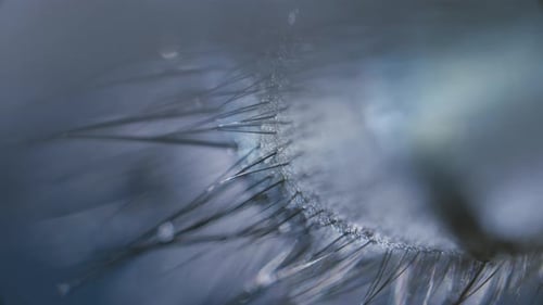 Extreme Close Up of Human Eye and Eyelashes