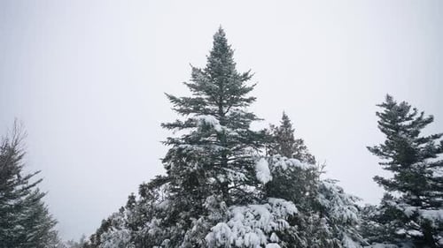 Coniferous Tree Tops Covered With Snow During Snowstorm - low angle shot