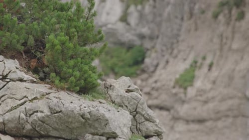 De cerca: cachorros de gamuza escalando una roca en lo alto de las montañas. (4K)