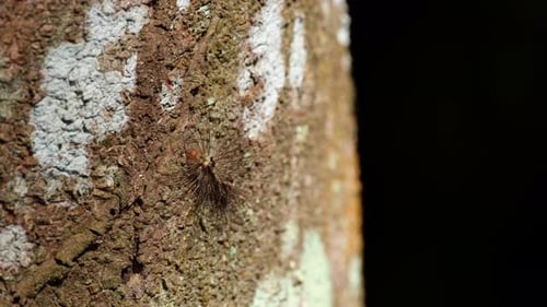 A caterpillar in on a bark basking under the heat of the afternoon sun deep into the forest as it mo
