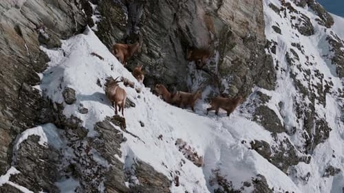 Ibex herd on steep mountain face