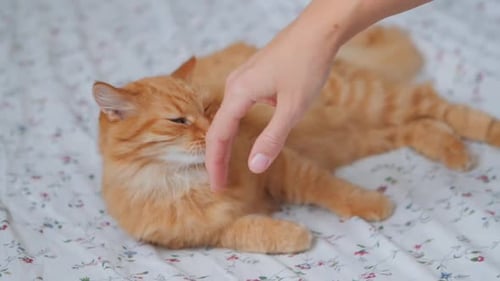 Woman Strokes Tenderly Cute Ginger Cat
