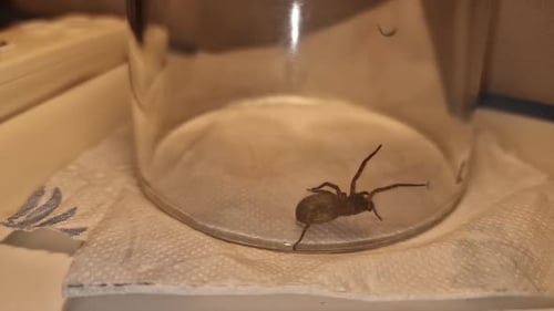 Araignée en toile de dentelle sous un verre Amaurobius Similis