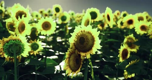 Champ de tournesols affichant des fleurs éclatantes sous la douce lumière du soleil en été