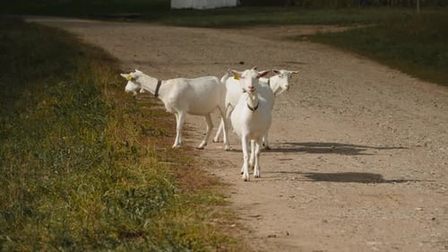 Group of White Goats Walks Independently Along Edge of Rural Road