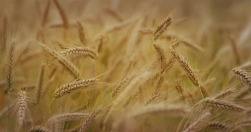 Close up of golden wheat grain field used for biological and ecological natural cereal farming and