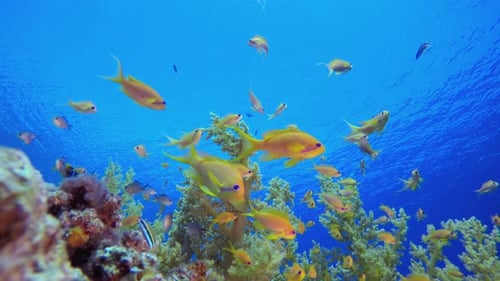 Soft Coral Broccoli and Colourful Fish