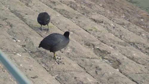 CHEW VALLEY, SOMERSET, UNITED KINGDOM, December 30, 2019: Coot birds (Fulica rallidae) walking and s