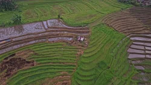 Drone flying backwards over bali rice paddies and village