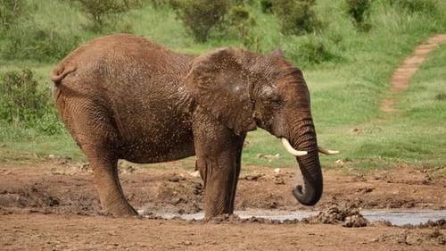 Cinematic slow motion shot of an African Elephant standing at the edge of the watering hole and spra