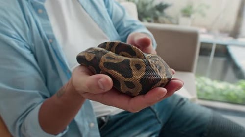 Propriétaire anonyme caressant la peau marbrée de python