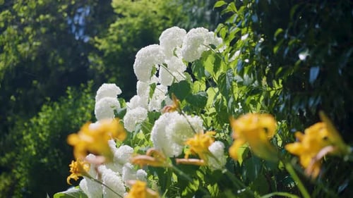 Eine Nahaufnahme einer Gruppe wunderschöner weißer Blüten namens „Hydrangeas Annabelle“