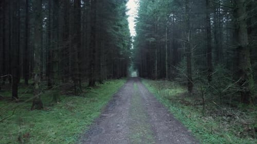 Walking Down a Dark and Depressing Pathway in a Forest in Denmark - Dolly In Shot
