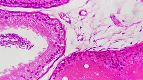 Macro View of Epididymis in Section Under Microscope Magnified in 400 Times Against Bright Field