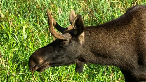 Young Moose with Small Antlers Looking Around in a Forest Meadow