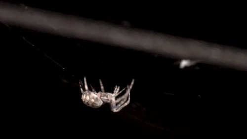 A white color large orb spider is pulling out the web from its spinnerets for building webs to catch