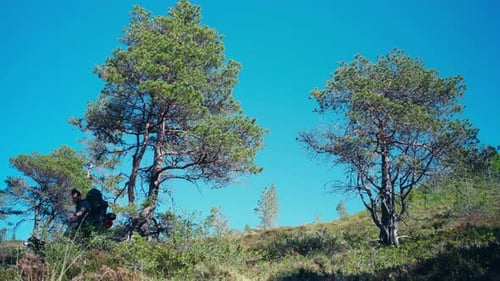 Man with Dog Hiking Grassy Hillside