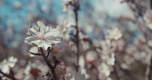 Cherry Blossoms Closeup Outdoors
