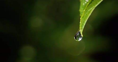 Closeup of a Green Leaf with Droplets of Water Falling From Its Tip Symbolizing Freshness and Nature