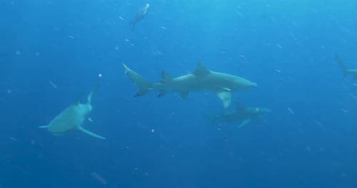 Group of sharks and fish swimming together in clear blue ocean, showcasing underwater predator behav
