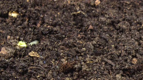 2K - Growing Plant Chickpeas