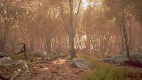 Morning Sunlight Filters Through Trees in a Serene Forest