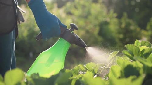 Close Up Gardener Spraying Plants With Bottle In Sunlit Garden