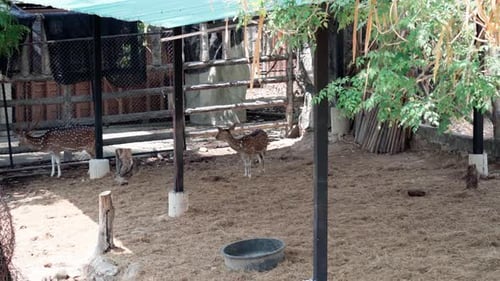 Sikahirsche, die tagsüber im Park leben
