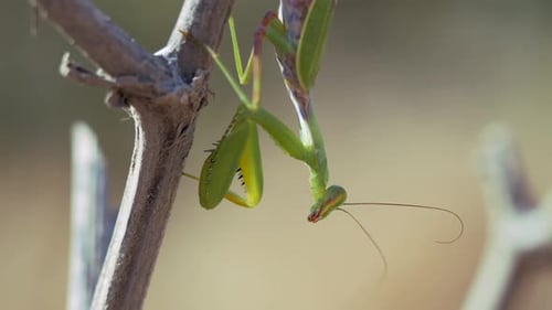 Praying Mantis on a Branch An Insect in the Wild The Predator is in Ambush