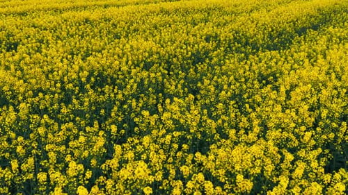 Blooming Rapeseed Field on a Sunny Day Flying Above Stunning Yellow Rape Fields in Spring Aerial