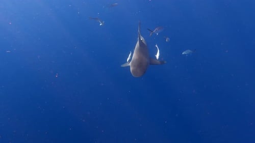 Shark Surrounded by Fish in Deep Blue Ocean