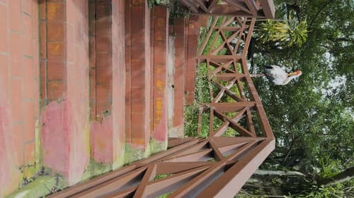 Graceful Yellowbilled Stork Cleans Its Feathers Stands on Wooden Bridge