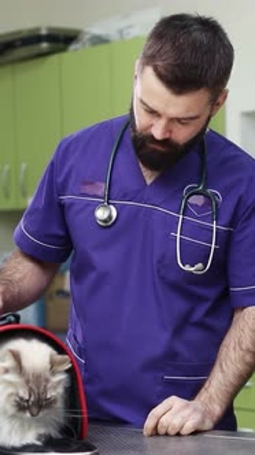 Veterinarian Smiles at Cute Cat in Animal Carrier