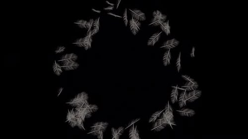 Elegant White Feathers Flowing and Dispersing Overlay
