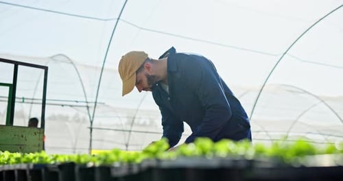 Plant, working and farming man in greenhouse for food production with sustainability