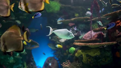 Large aquarium decorated with a coral reef with tropical fish, turtles and stingrays. A lot of scene