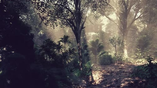 Sunlight Filters Through Dense Foliage in a Tranquil Forest Setting at Dawn