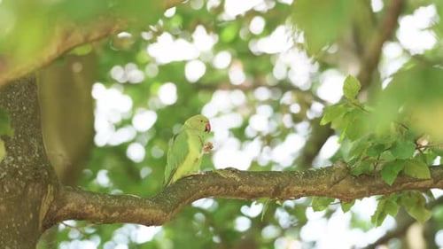 Parakeet exotic bird, Beautiful Colourful Parrot Perching on Tree Branch Eating Food in Forest, Trop
