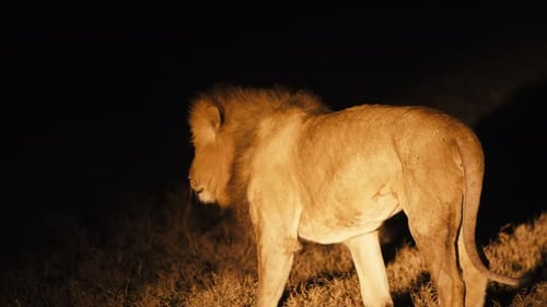 A male African slowly walks across a Kenyan savannah field - illuminated by car lights at night. His