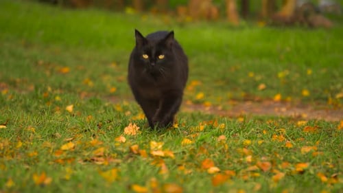 Black domesticated cat run