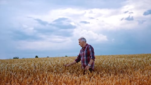Adult farmer in the beautiful field of ripe wheat at sunset.