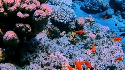 Sea Goldie Coral Fishes Underwater Scene.